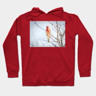 Backyard House Finch Painterly Hoodie